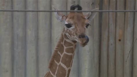 New baby giraffe at Brookfield Zoo gets ready for public debut
